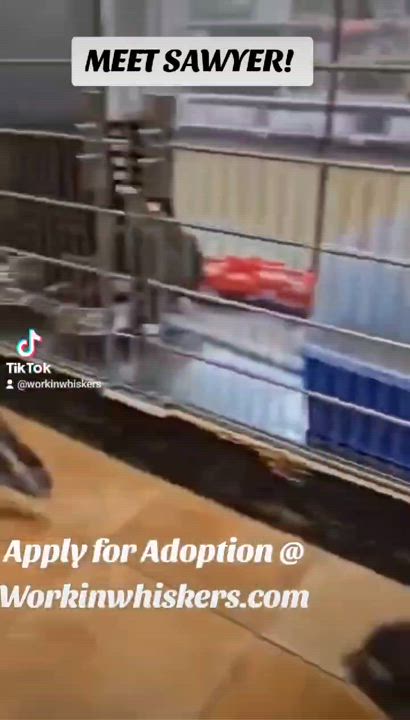 Enlarge SAWYER, a Adoptable mixed breed in HEMET, CA video 3/6