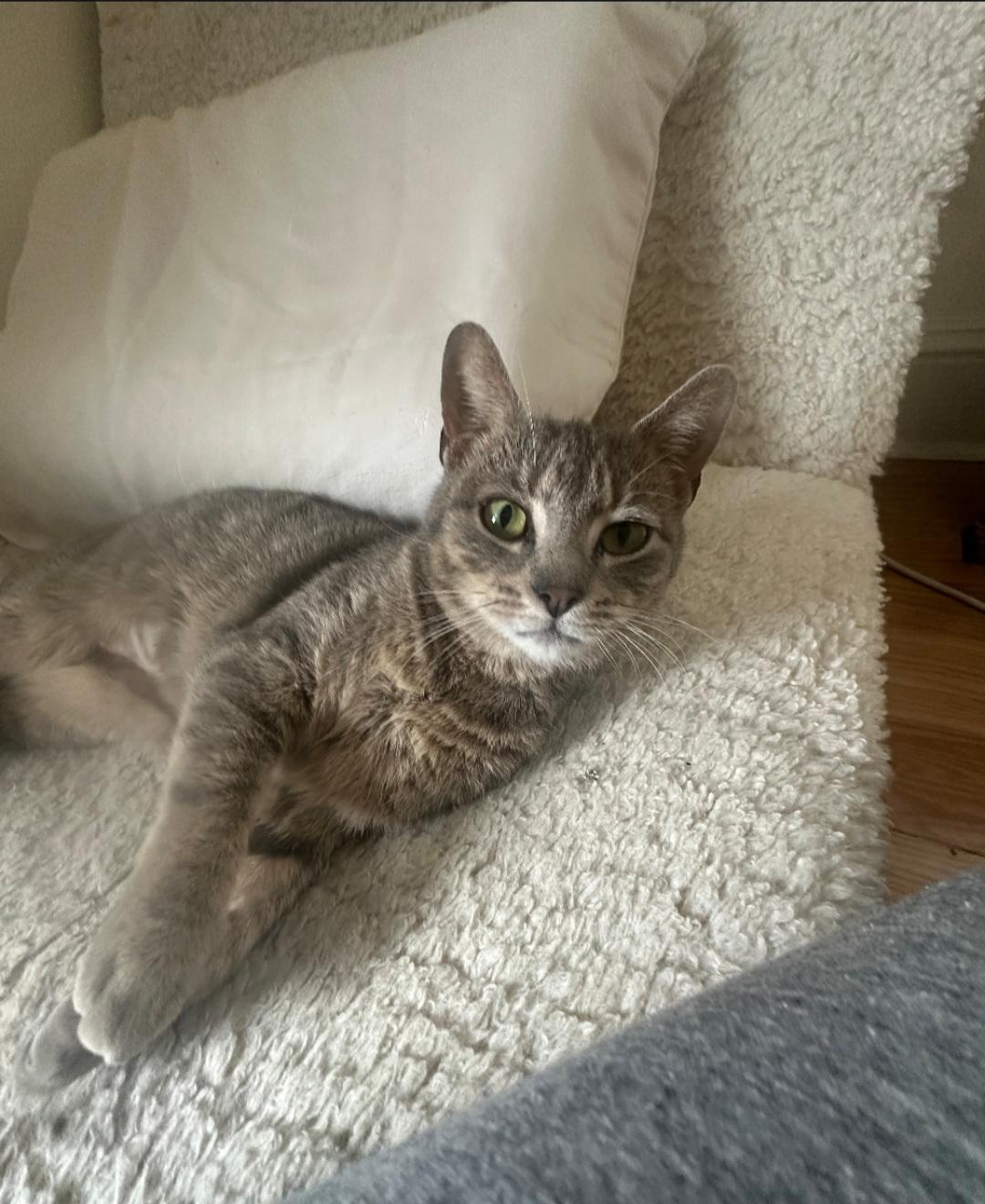 Enlarge Tulip, a Adopted Domestic Short Hair in Milltown, NJ image 5/6