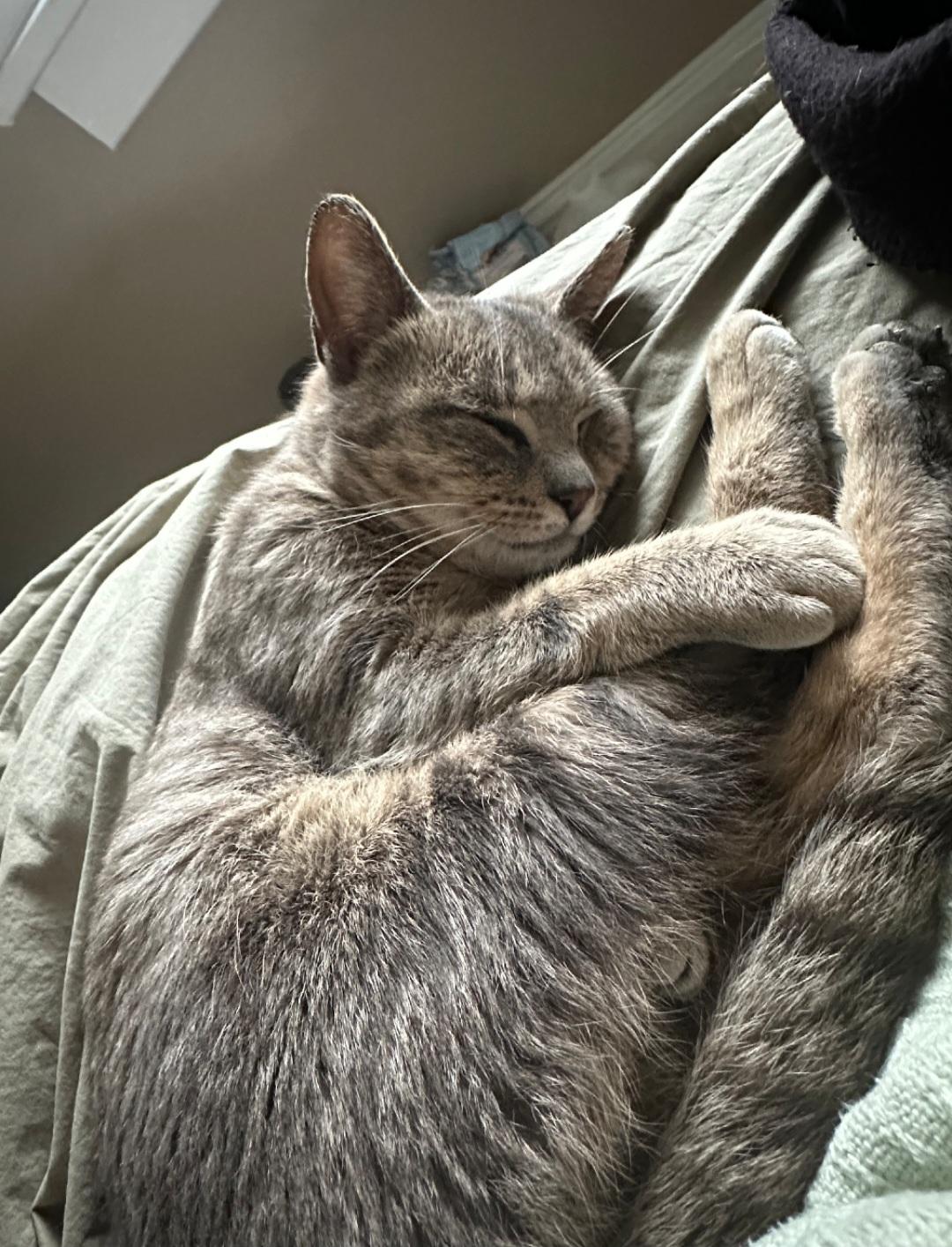Enlarge Tulip, a Adopted Domestic Short Hair in Milltown, NJ image 4/6