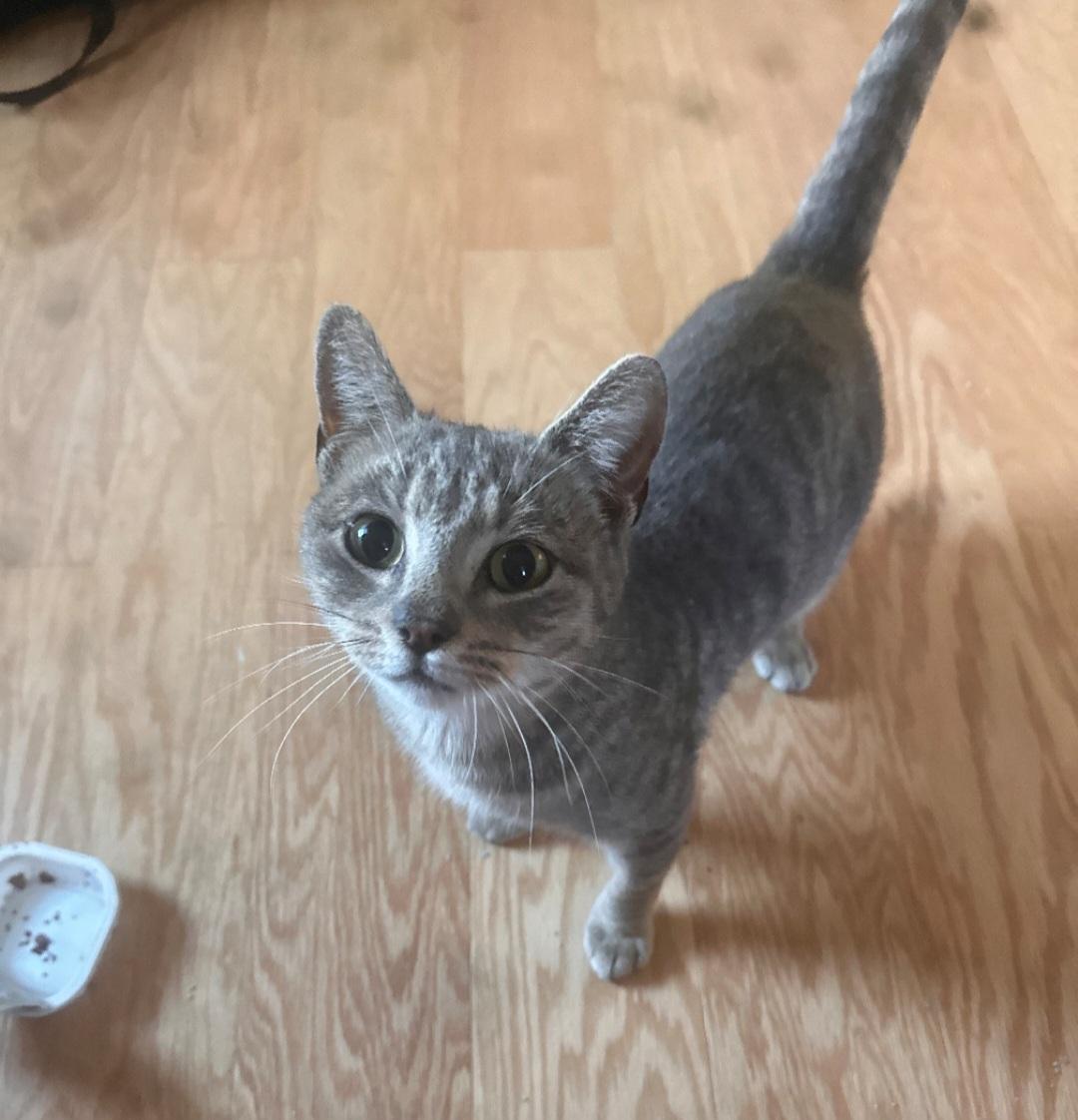 Tulip, Adopted, Adult Female Domestic Short Hair.