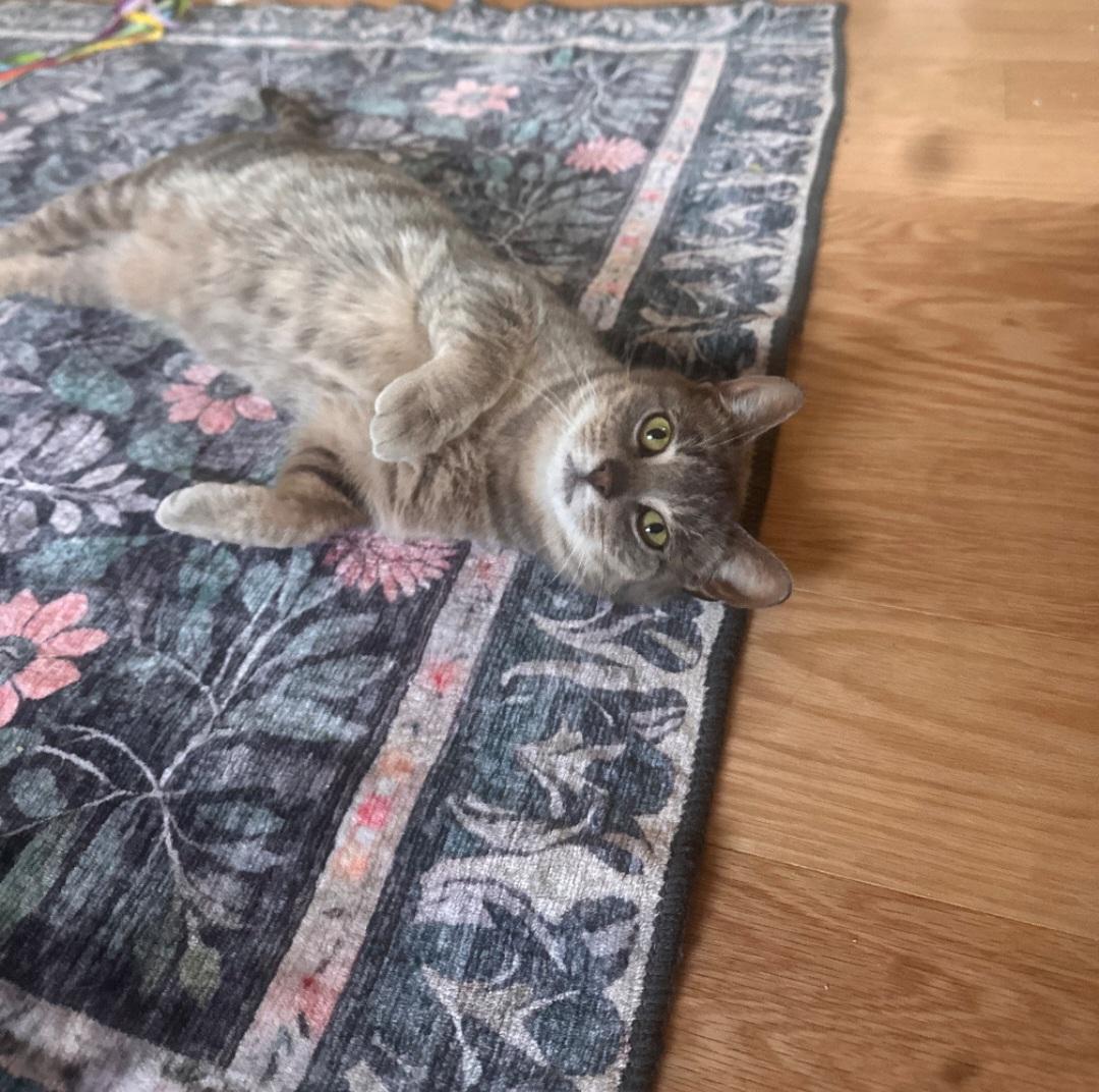 Enlarge Tulip, a Adopted Domestic Short Hair in Milltown, NJ image 3/6