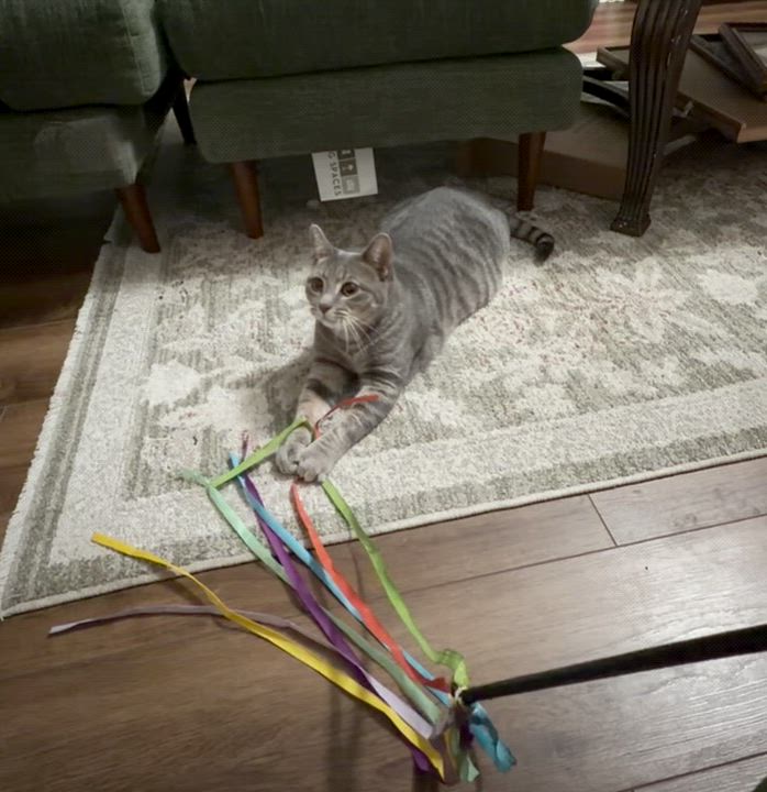 Enlarge Tulip, a Adopted Domestic Short Hair in Milltown, NJ video 2/6