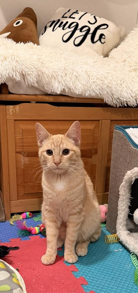 Enlarge BUTTERBALL, a Adoptable Domestic Short Hair in Dallas, PA image 1/1