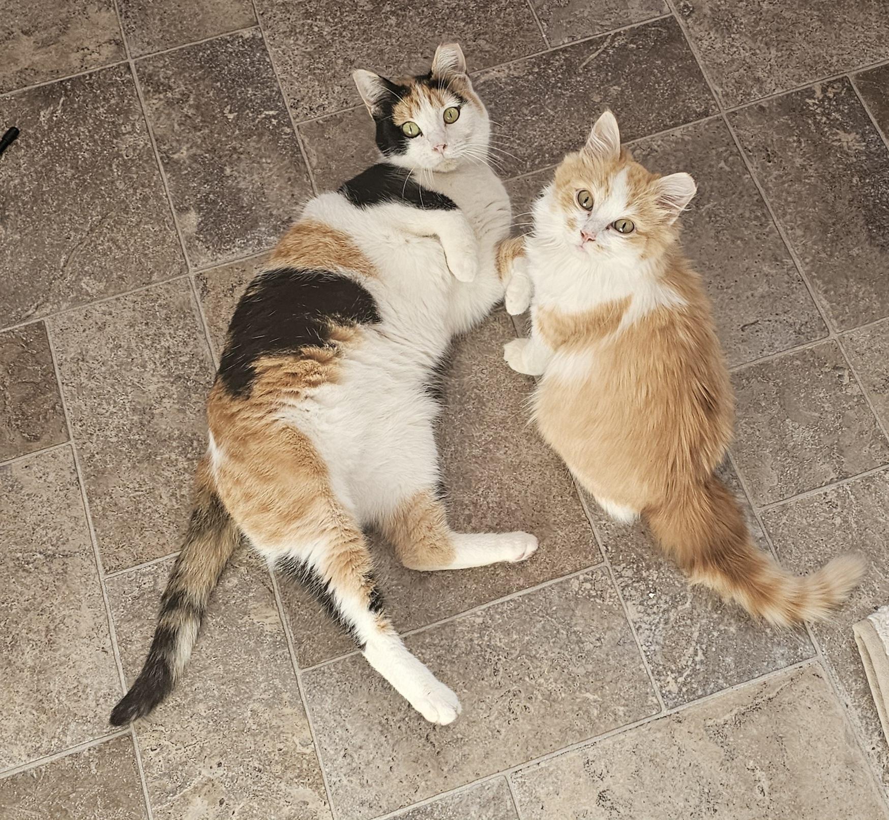 Enlarge Holly, an adoptable Domestic Short Hair in Everett, WA image 4/5