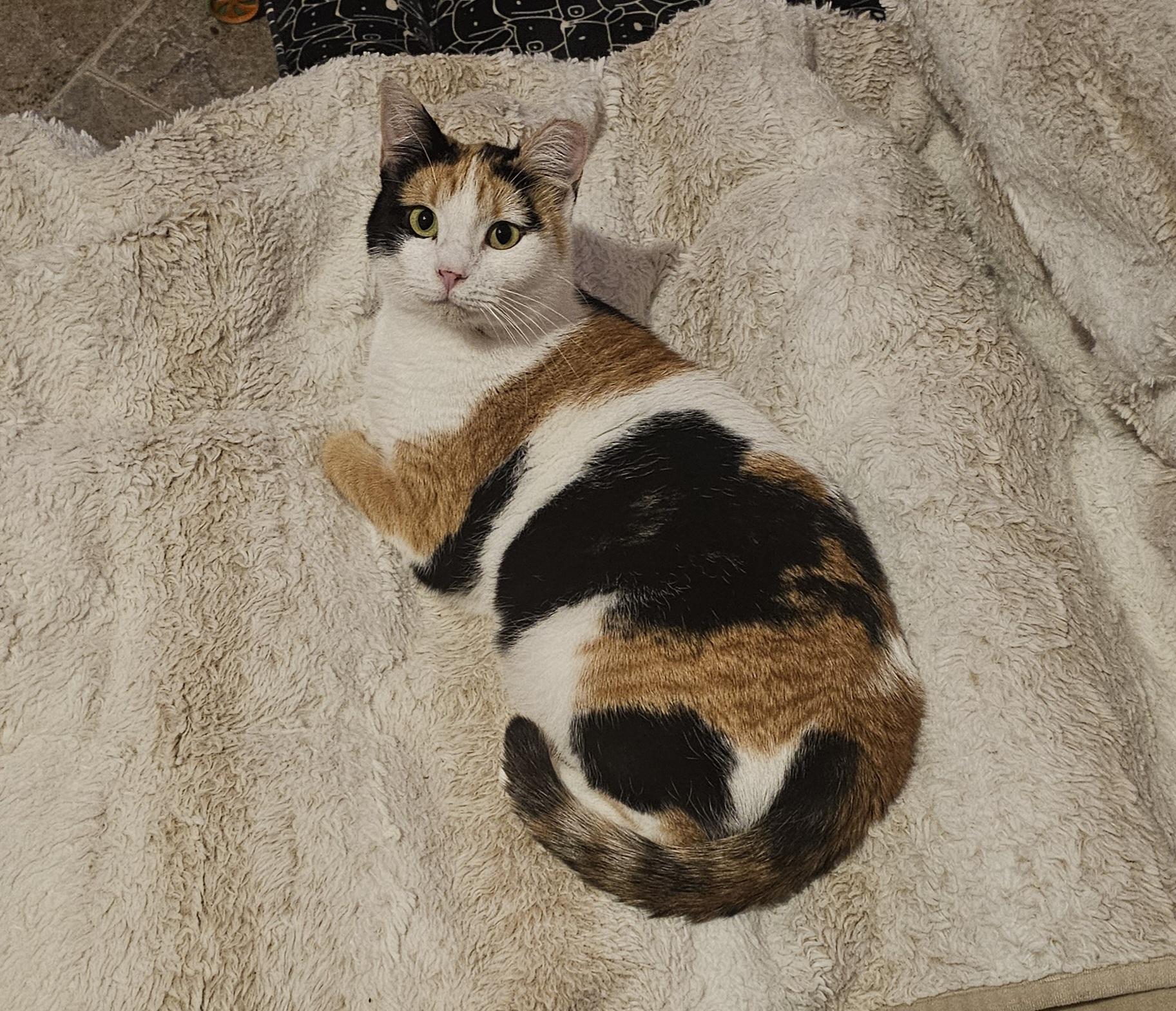 Holly, adoptable, Adult Female Domestic Short Hair.