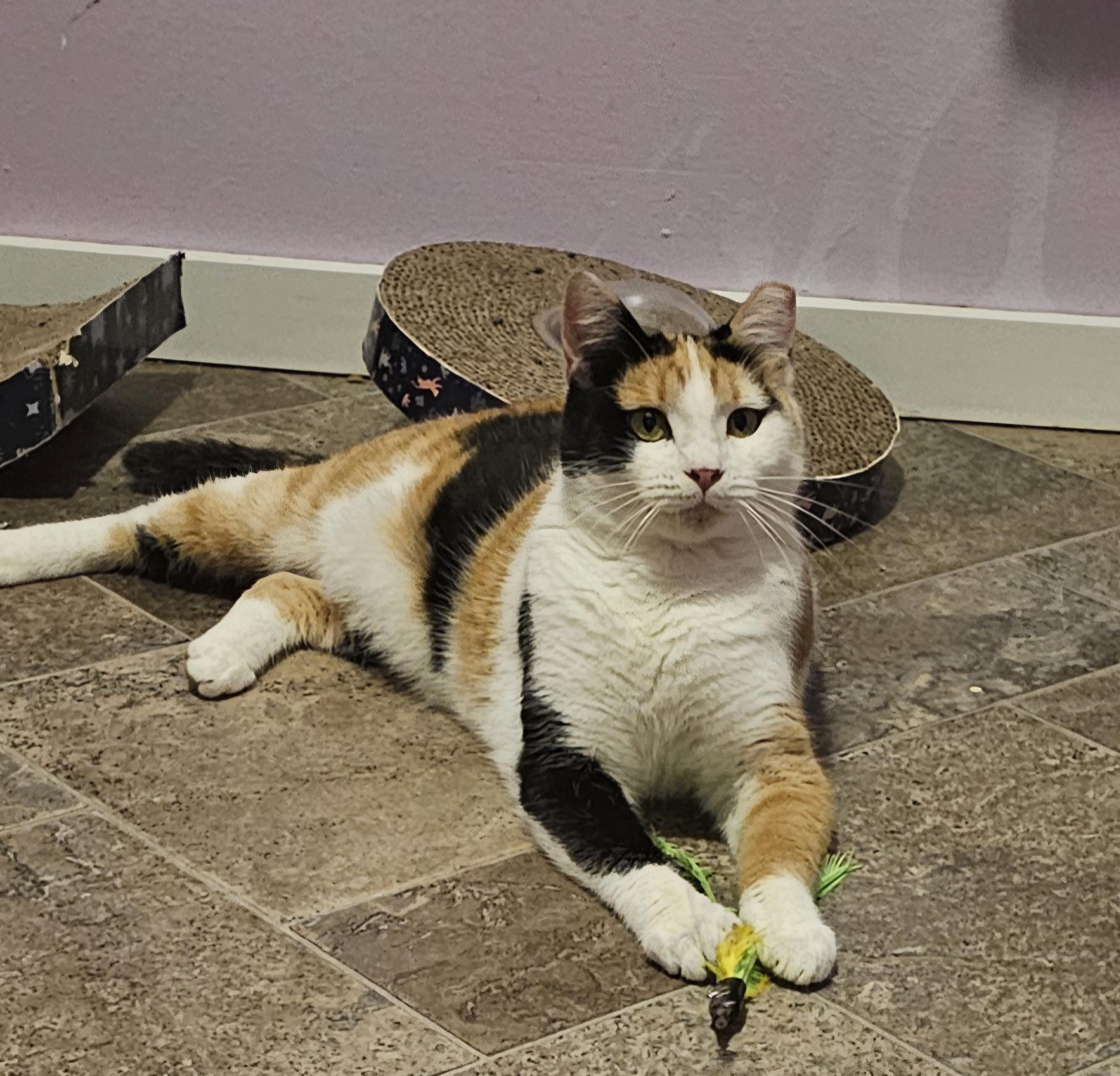 Enlarge Holly, an adoptable Domestic Short Hair in Everett, WA image 2/5