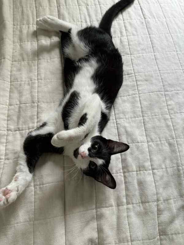 Panda, Adopted, Kitten Male Domestic Short Hair.