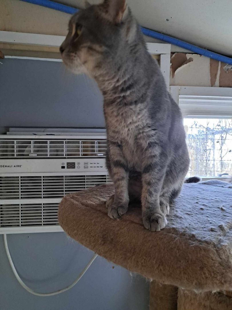 Enlarge  Allie Kat Jones, a Adoptable mixed breed in Indianapolis, IN image 1/2