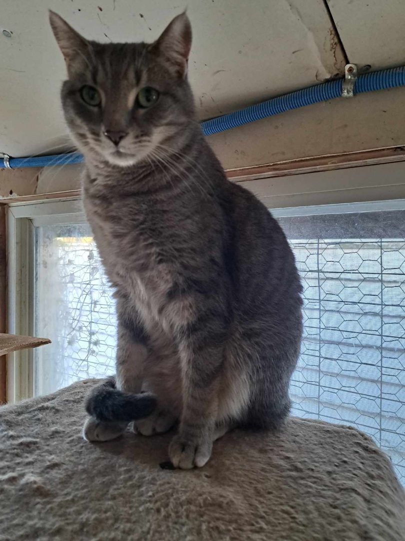 Enlarge  Allie Kat Jones, a Adoptable mixed breed in Indianapolis, IN image 2/2