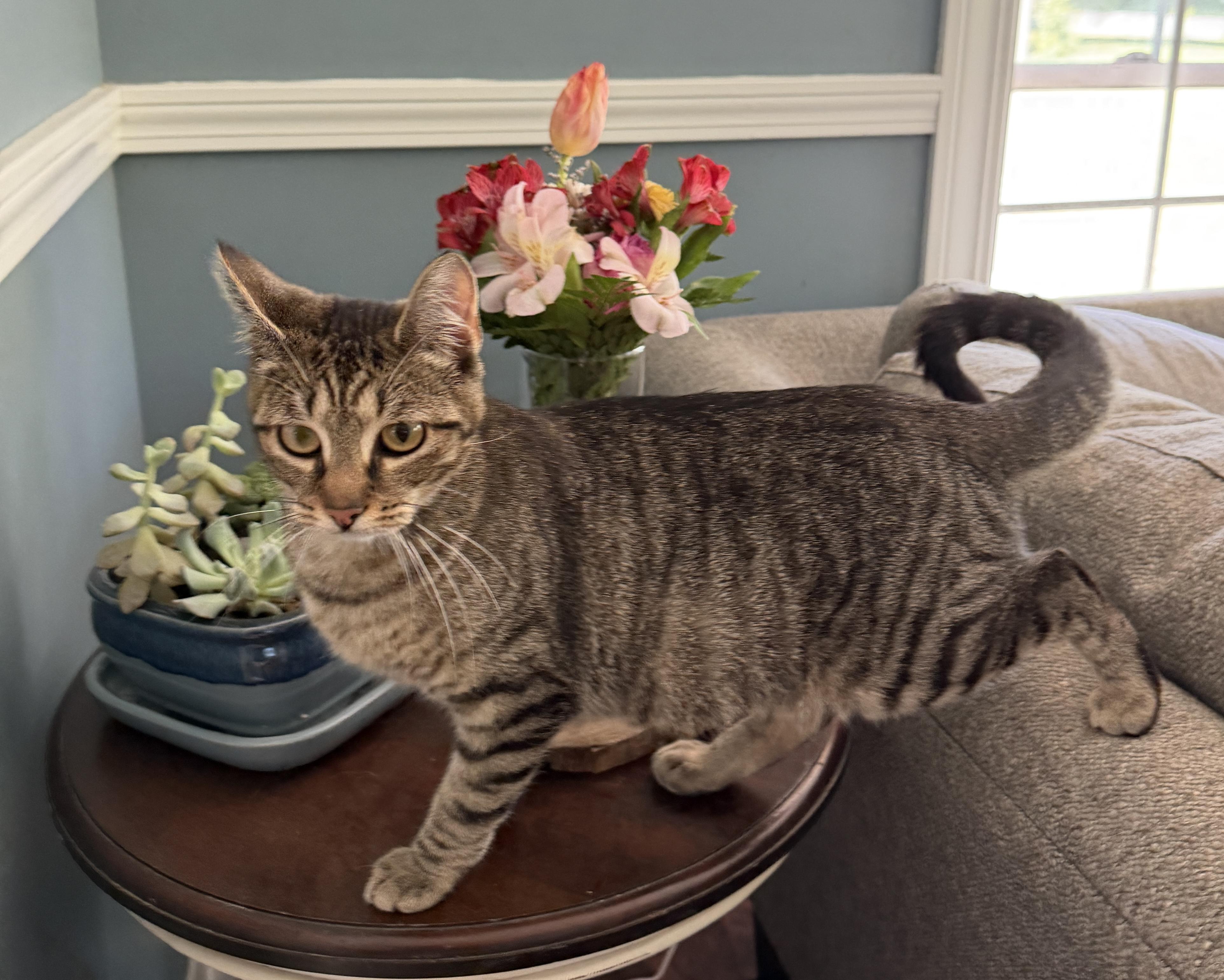 Poppy, a ADOPTABLE mixed breed in Brooks, ME image 2/3