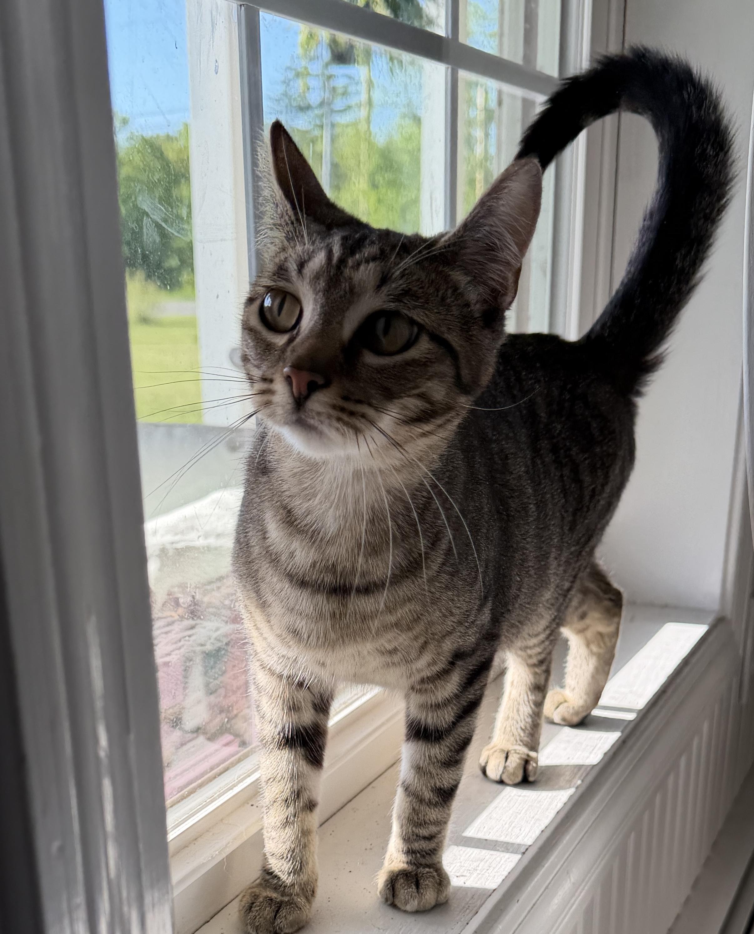 Poppy, ADOPTABLE, Adult Female Domestic Short Hair.