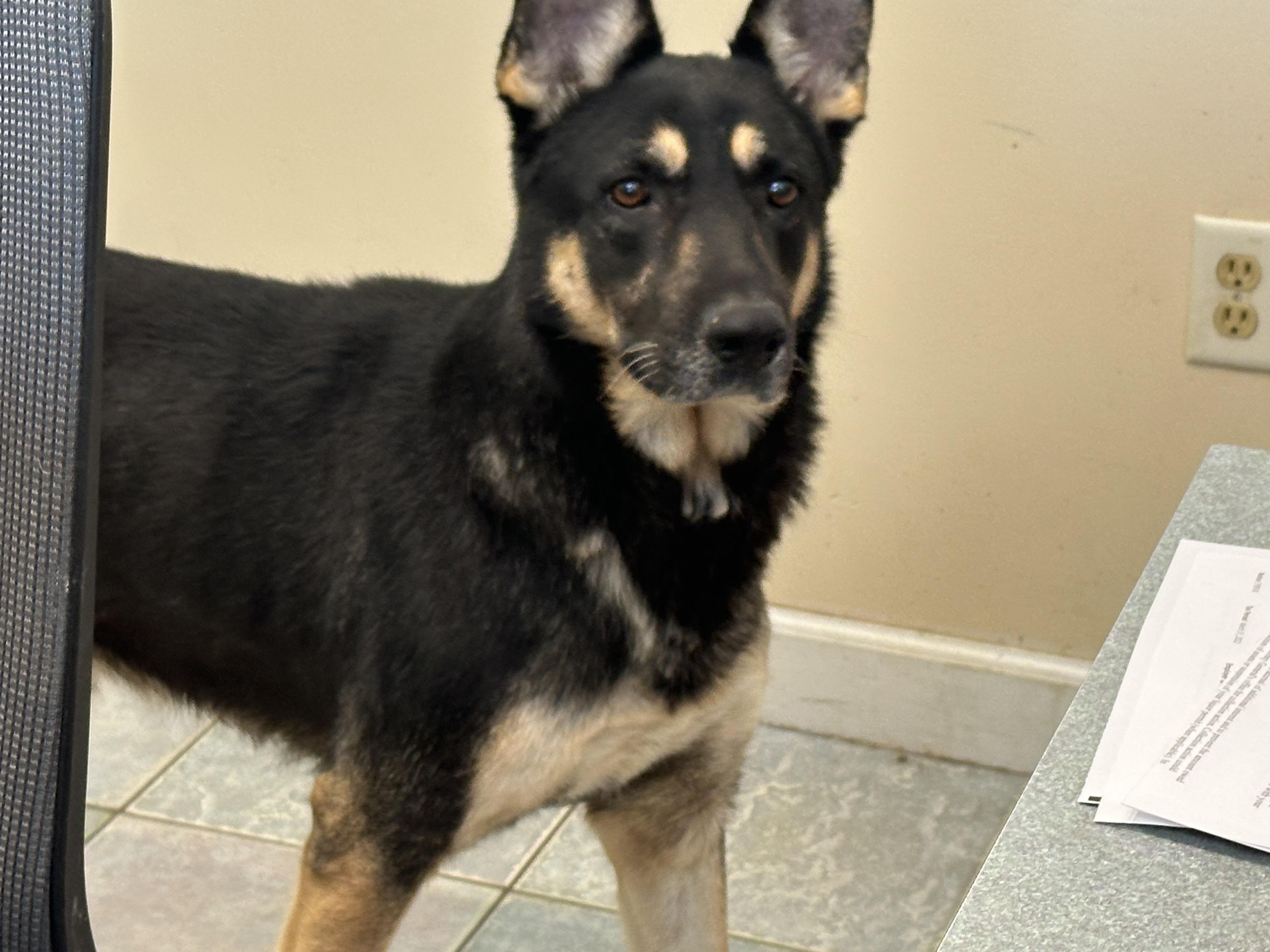 Enlarge SIMPLY STUNNING, a Adoptable German Shepherd Dog in Northwood, OH image 1/4