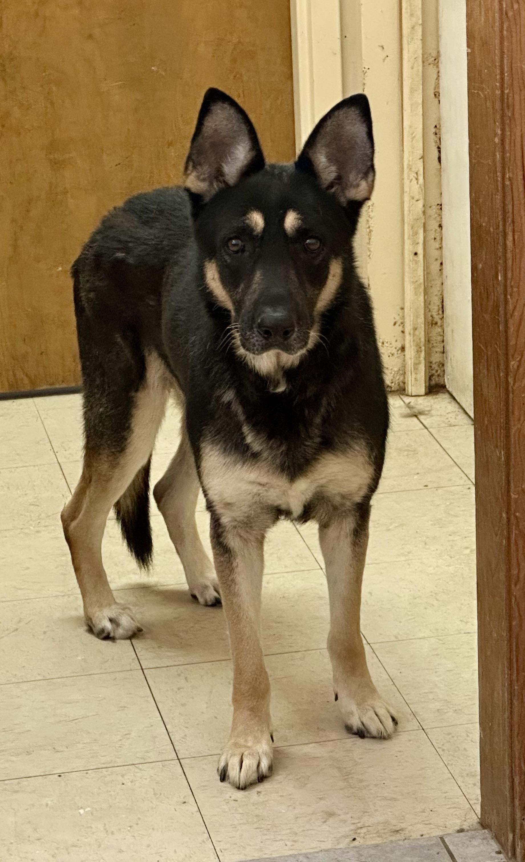 Enlarge SIMPLY STUNNING, a Adoptable German Shepherd Dog in Northwood, OH image 2/4