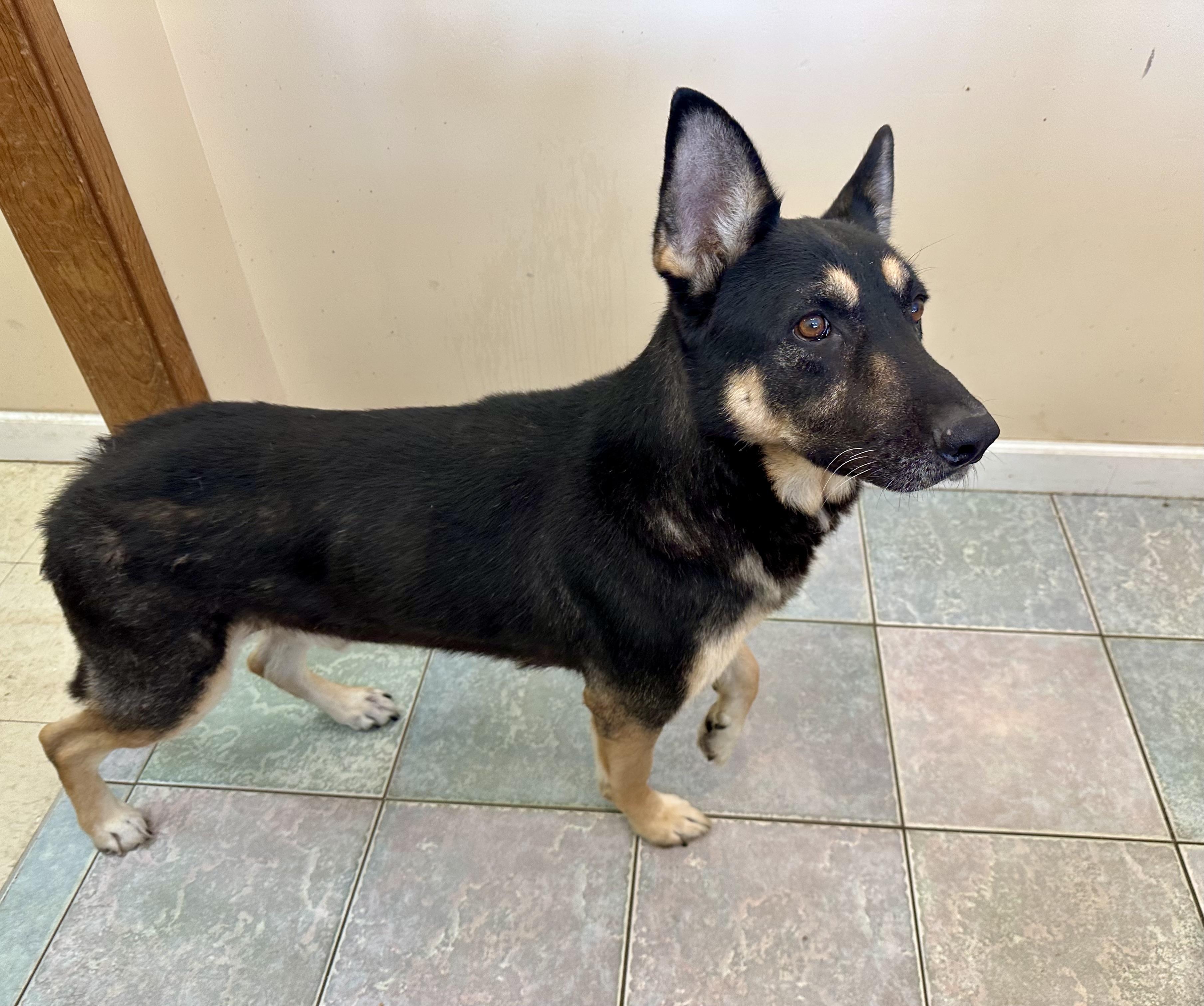 Enlarge SIMPLY STUNNING, a Adoptable German Shepherd Dog in Northwood, OH image 3/4