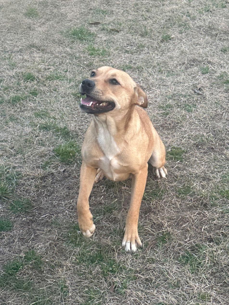 Enlarge Meadow, a Adoptable Hound in Eastman, GA image 1/2