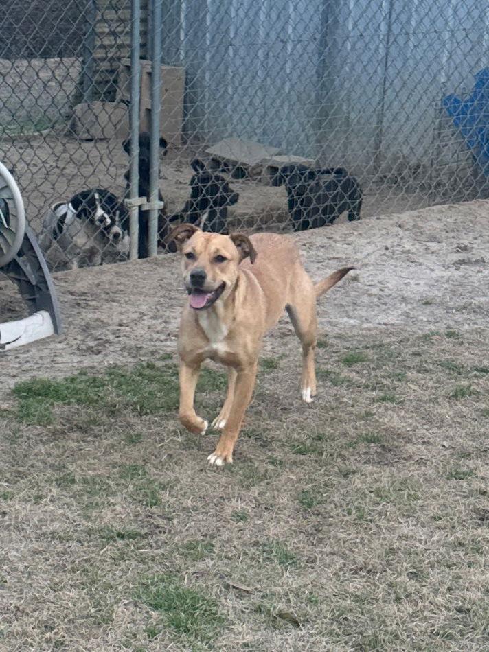 Enlarge Meadow, a Adoptable Hound in Eastman, GA image 2/2