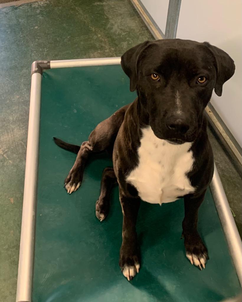 Enlarge Bud, a Adoptable mixed breed in Big Spring, TX image 1/1