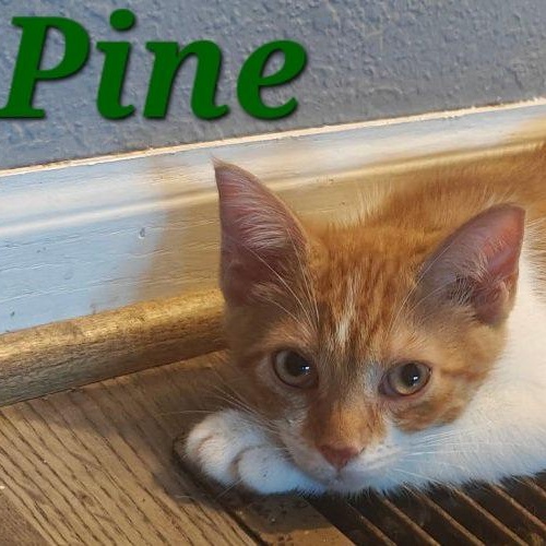 Pine, adopted, Kitten Male Domestic Short Hair.