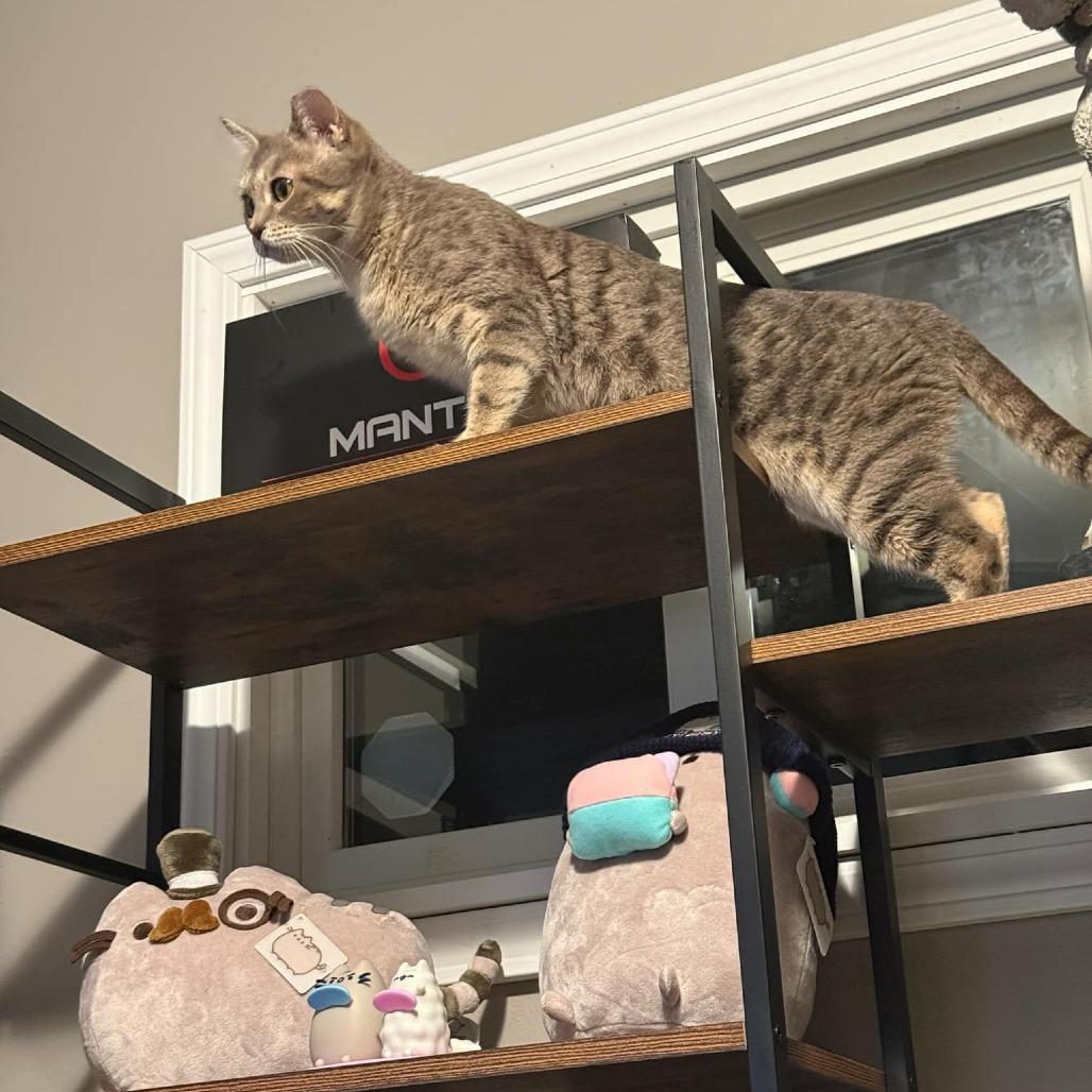 Honey, a Adoptable Domestic Short Hair in Medina, OH image 3/4