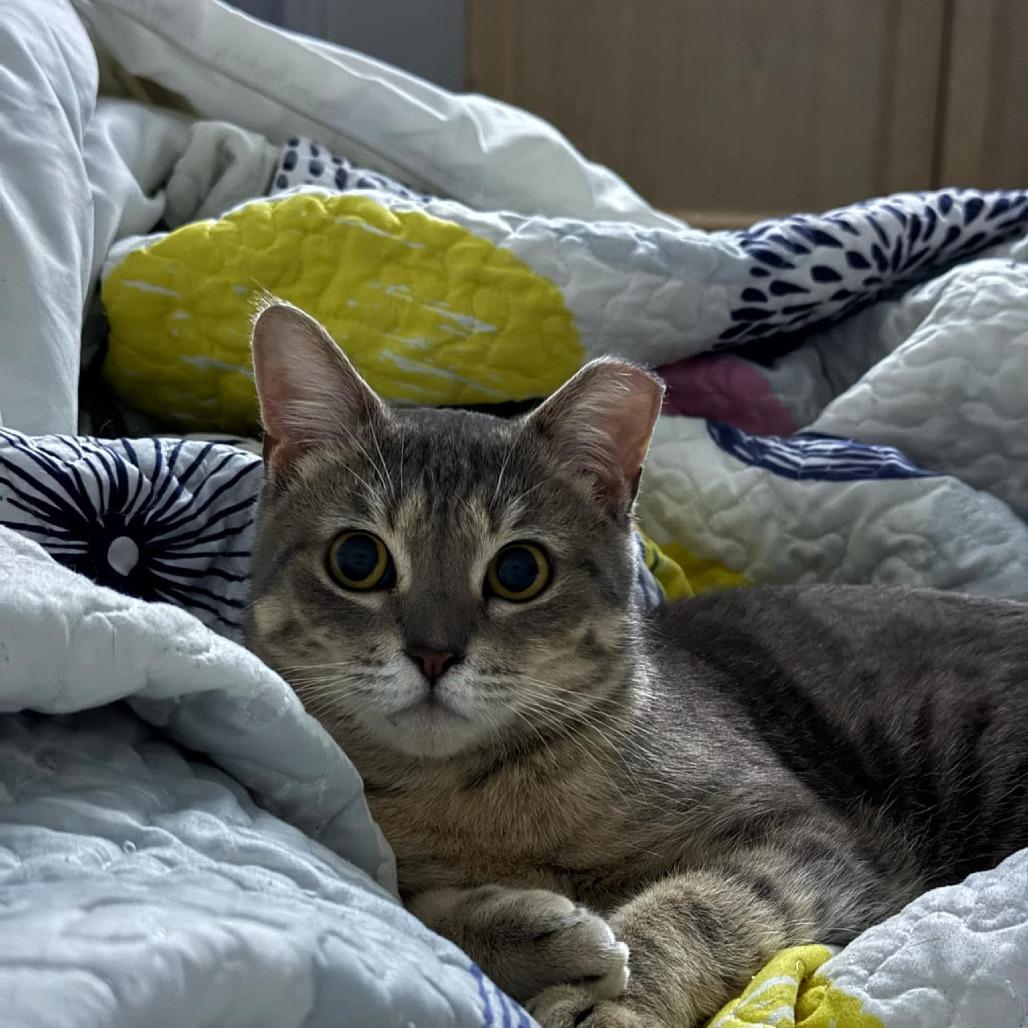 Honey, a Adoptable Domestic Short Hair in Medina, OH image 4/4