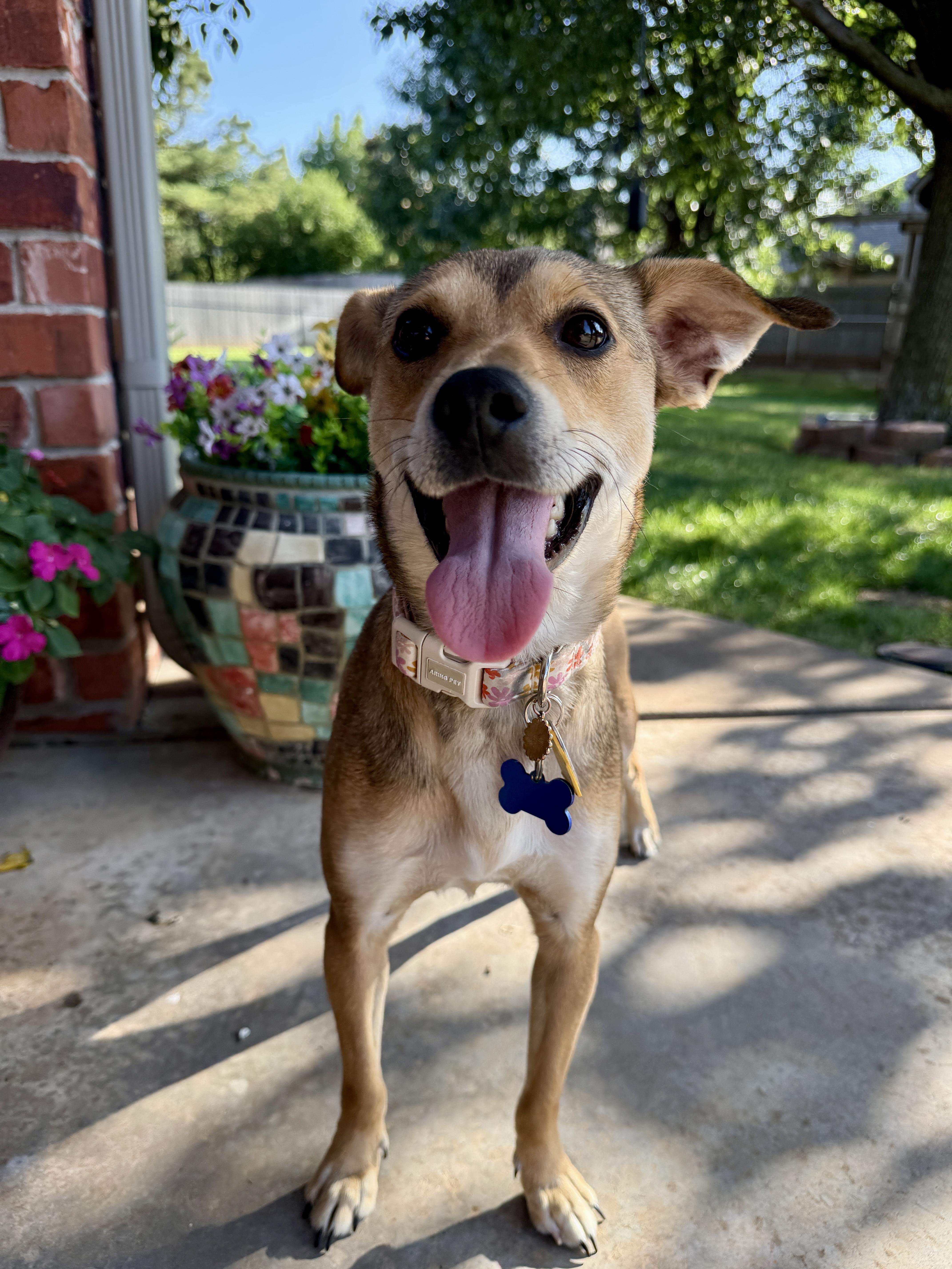 Enlarge Barbara, an adopted mixed breed in Edmond, OK image 2/6