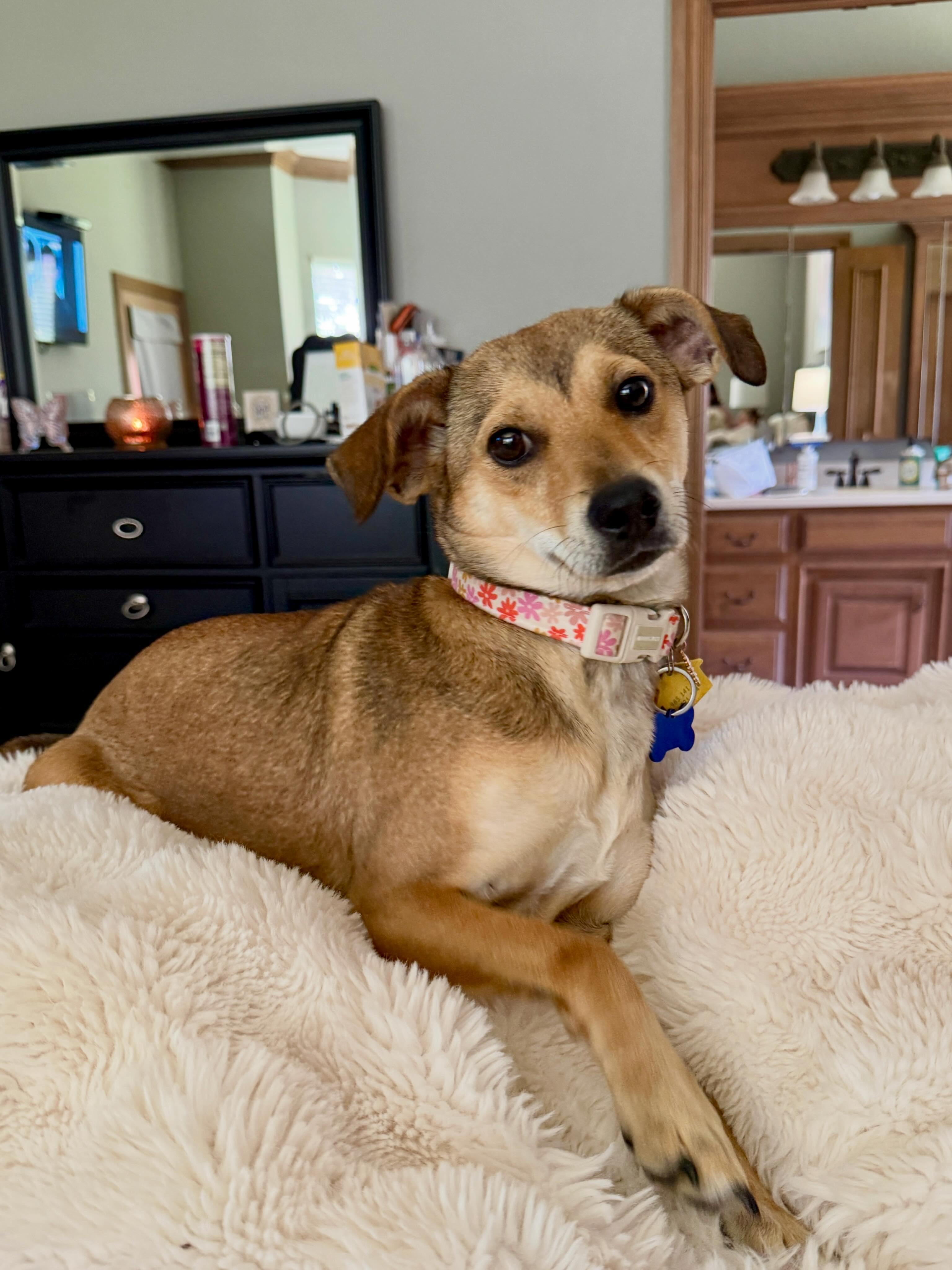 Enlarge Barbara, an adopted mixed breed in Edmond, OK image 3/6