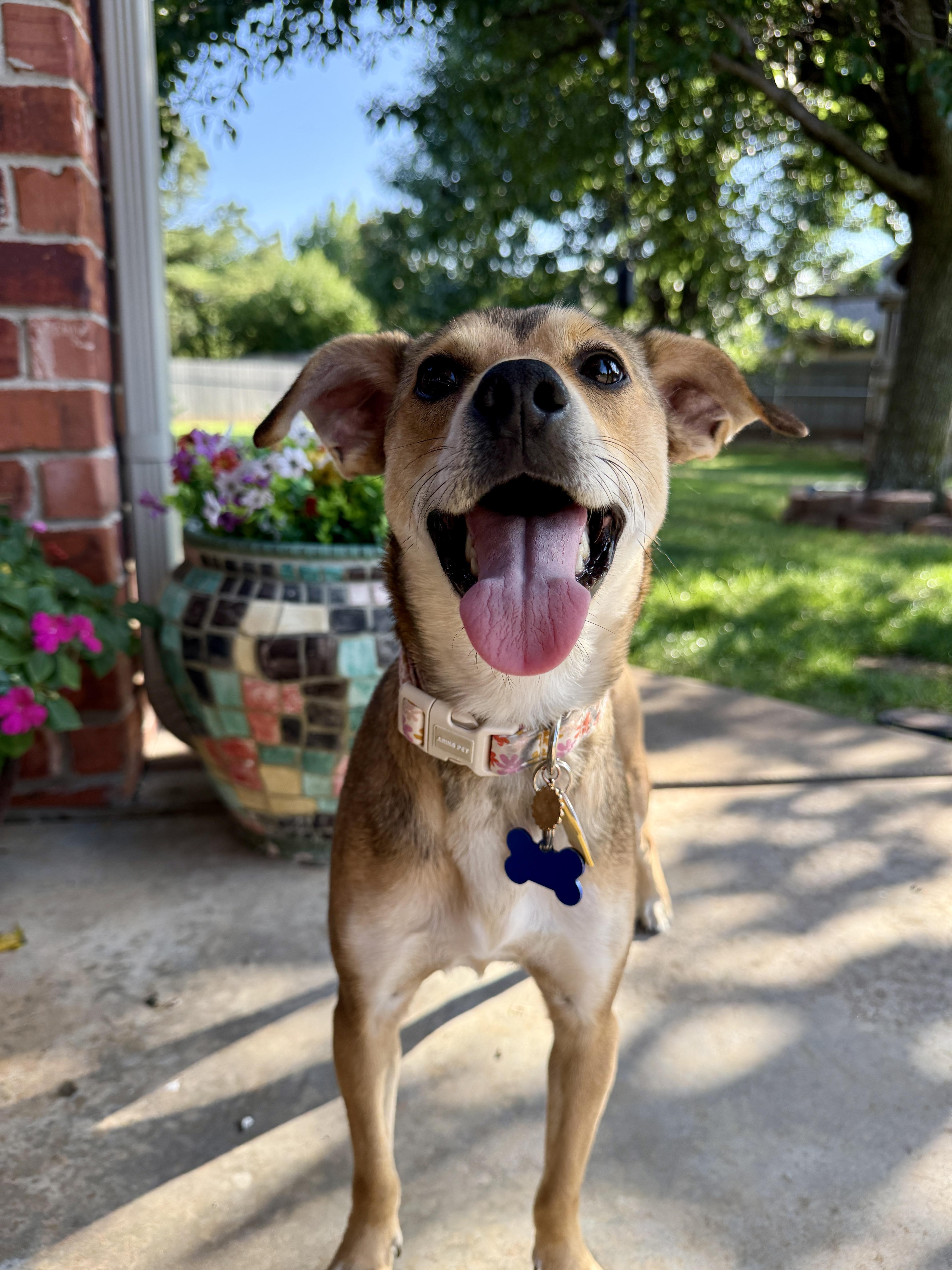 Enlarge Barbara, an adopted mixed breed in Edmond, OK image 4/6