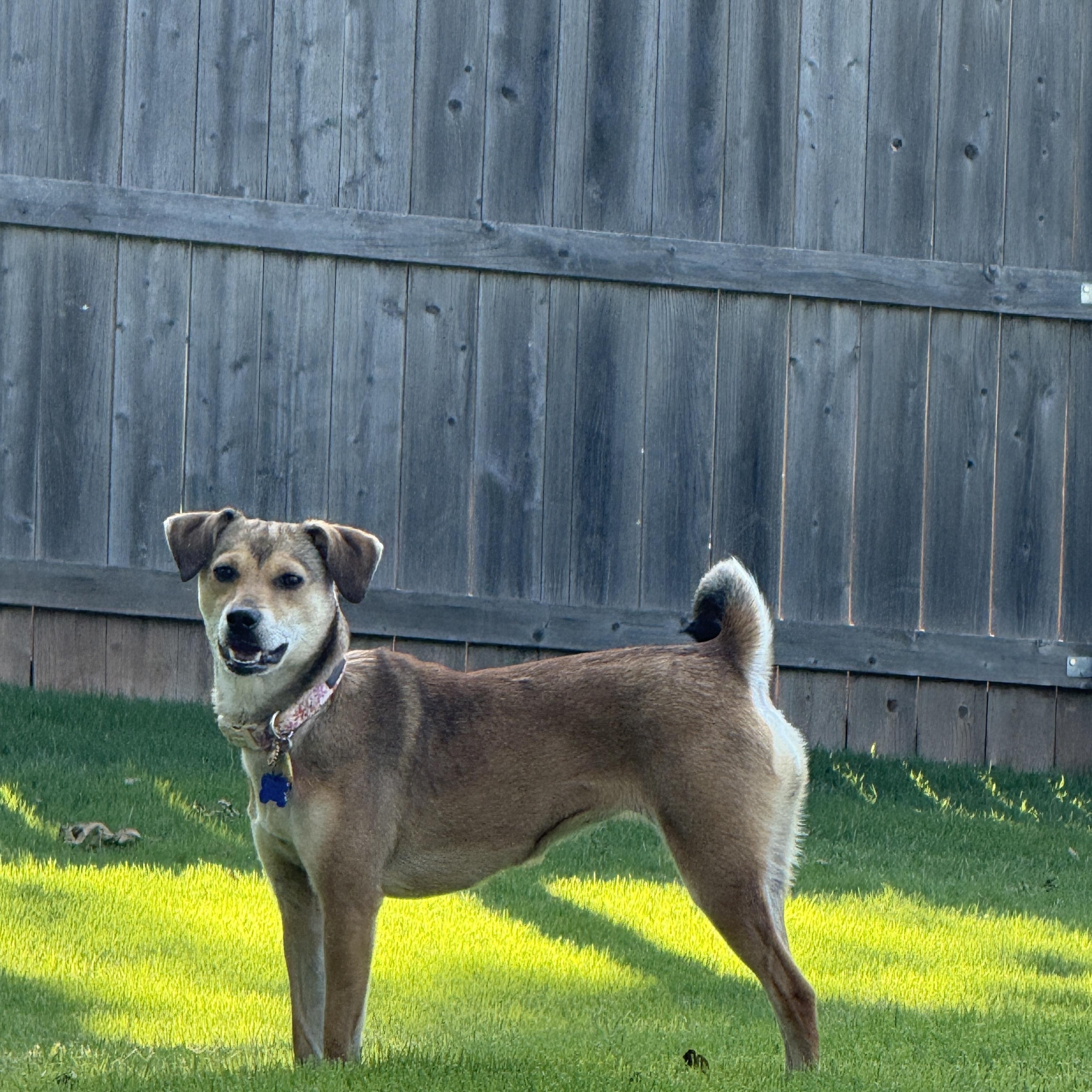 Enlarge Barbara, an adopted mixed breed in Edmond, OK image 5/6