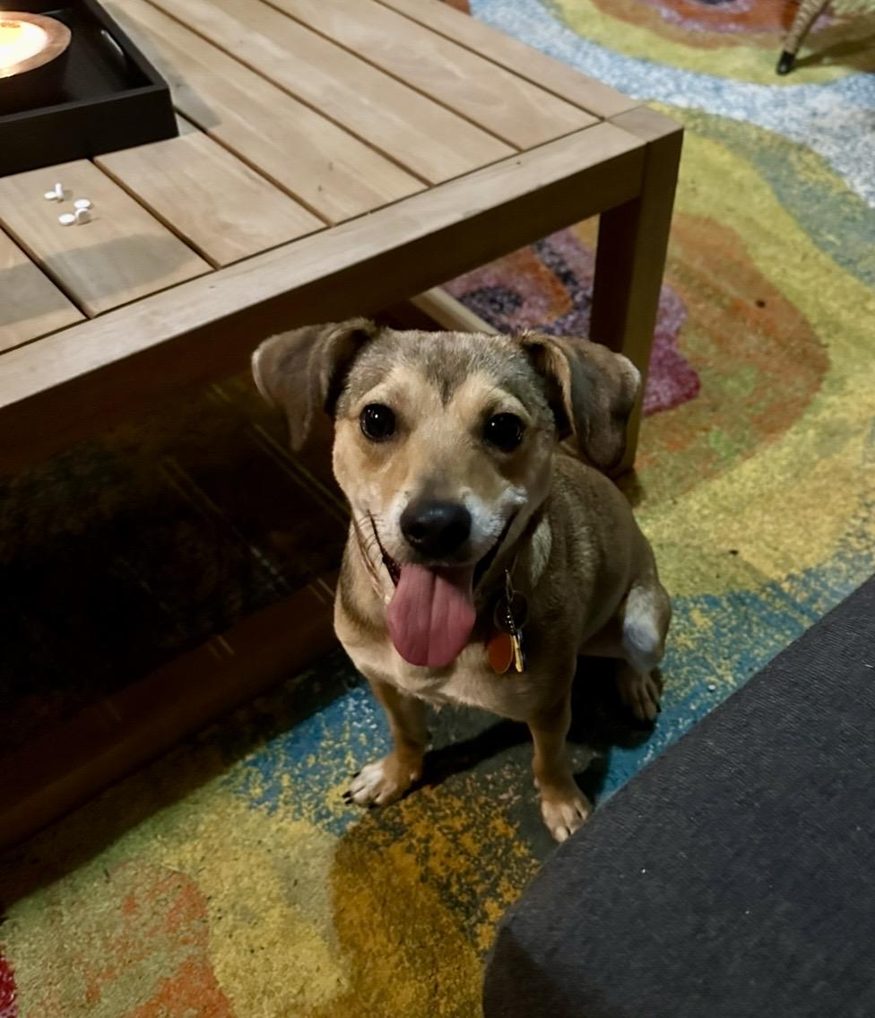 Enlarge Barbara, an adopted mixed breed in Edmond, OK image 6/6