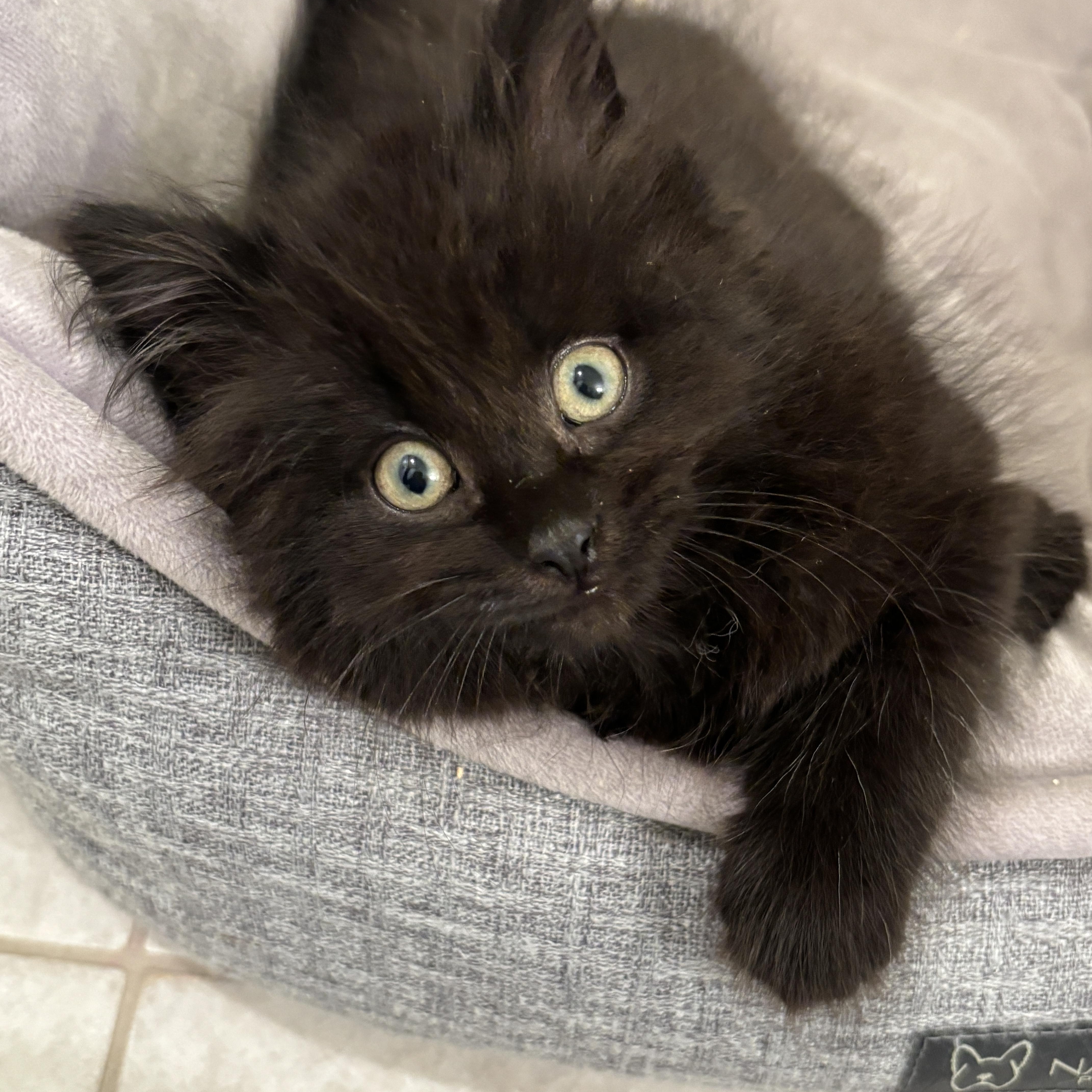 Enlarge Puddle, a Adopted Domestic Medium Hair in Rochester Hills, MI image 2/4