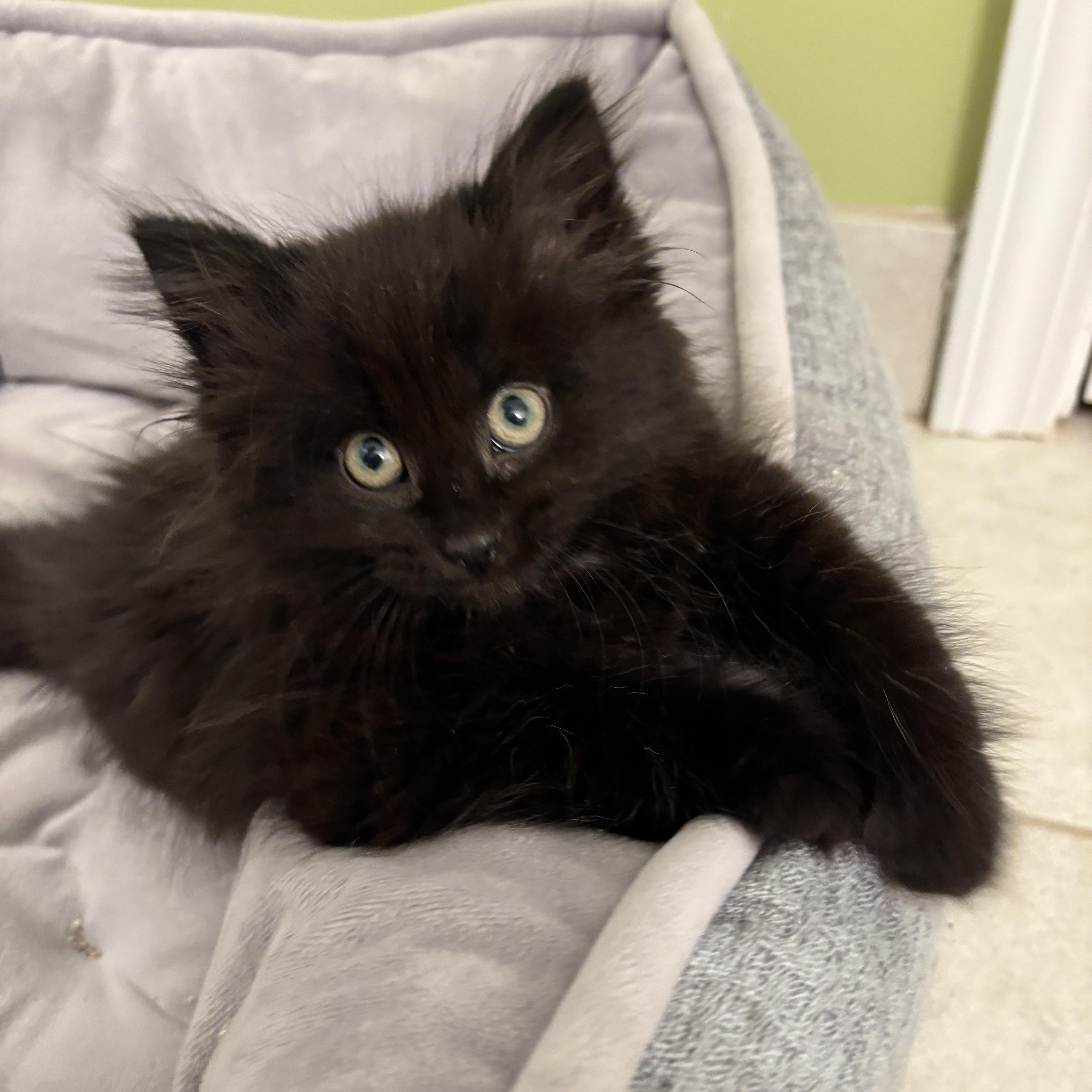 Enlarge Puddle, a Adopted Domestic Medium Hair in Rochester Hills, MI image 1/4