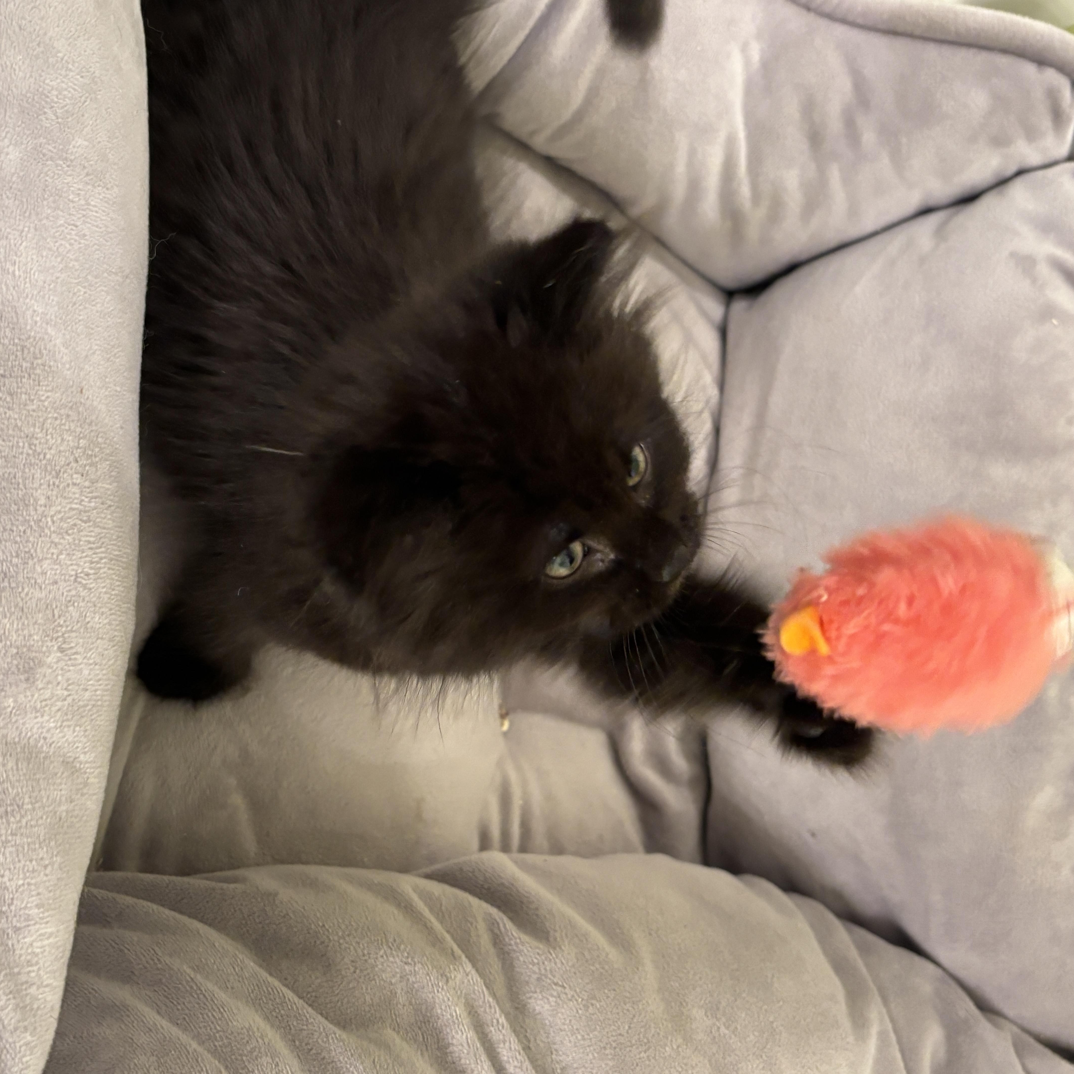 Enlarge Puddle, a Adopted Domestic Medium Hair in Rochester Hills, MI image 3/4