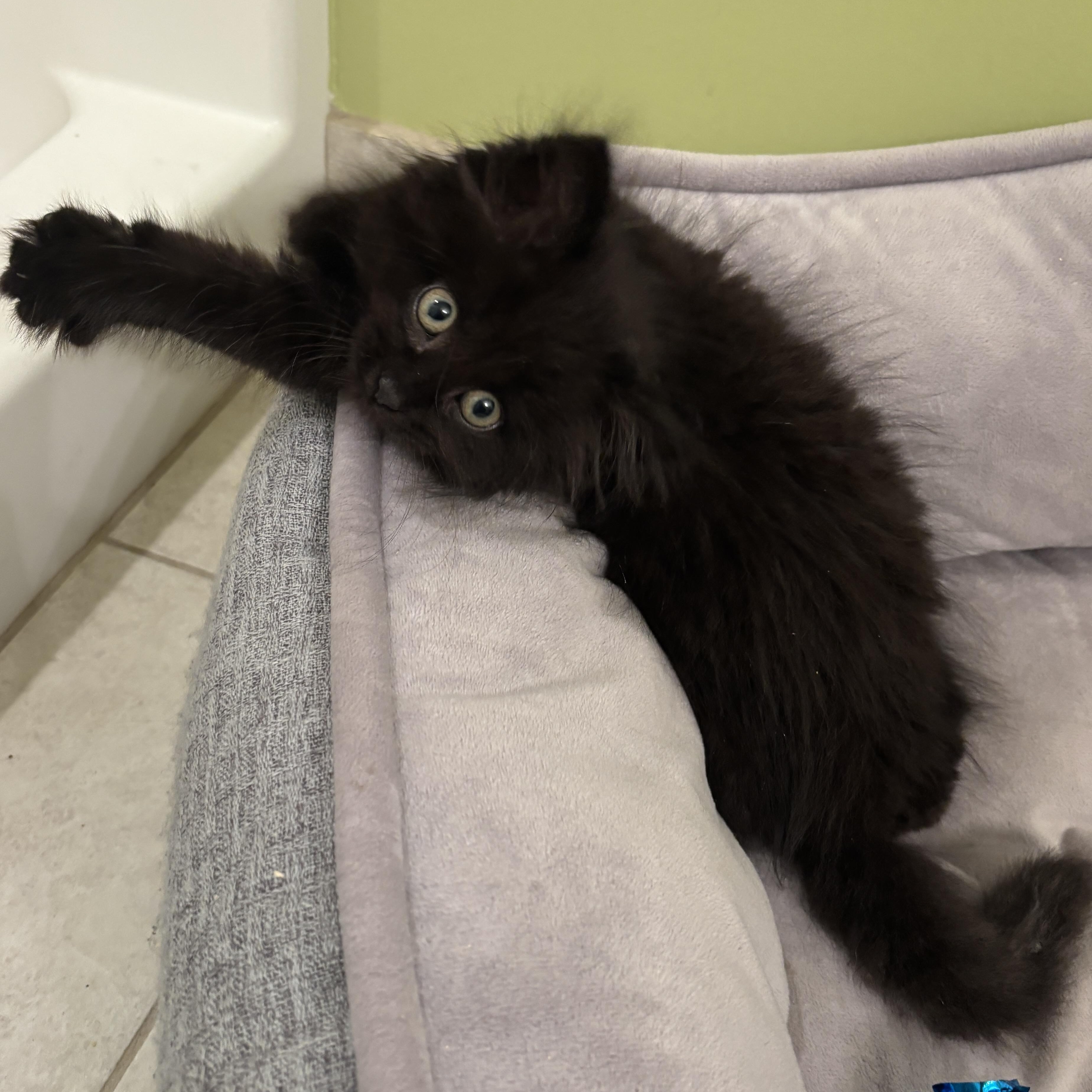 Enlarge Puddle, a Adopted Domestic Medium Hair in Rochester Hills, MI image 4/4