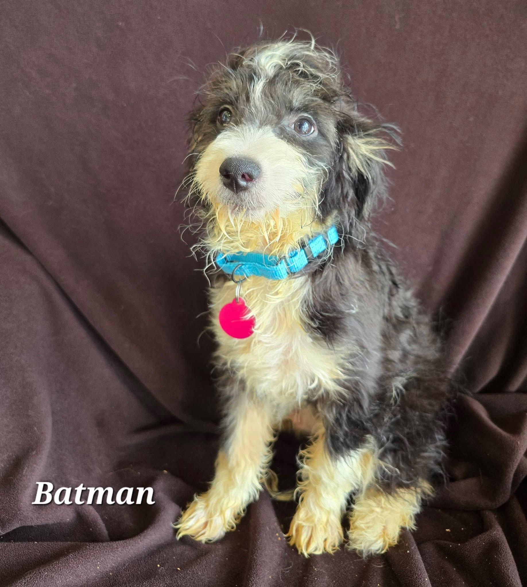Batman, adopted, Puppy Male Bernadoodle.