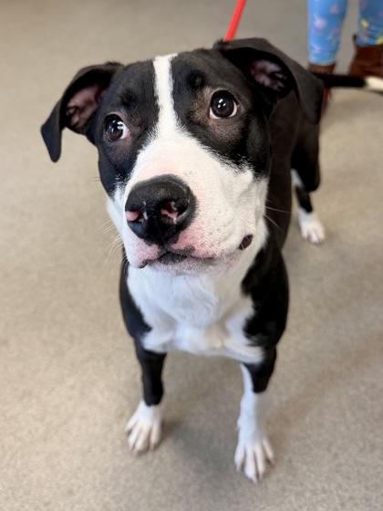 Enlarge Dasha, a Adoptable mixed breed in Columbus, OH image 1/1