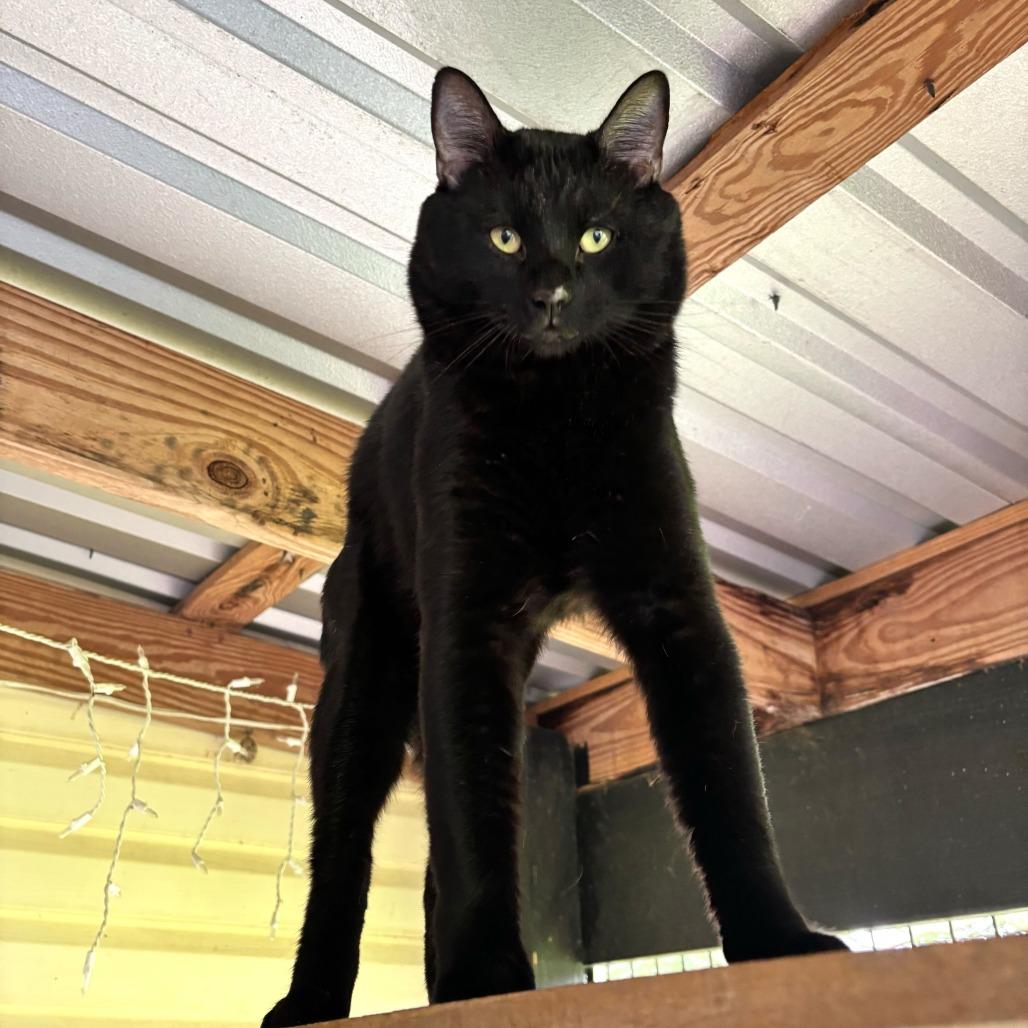 Point Dexter, Adoptable, Adult Male Domestic Short Hair.
