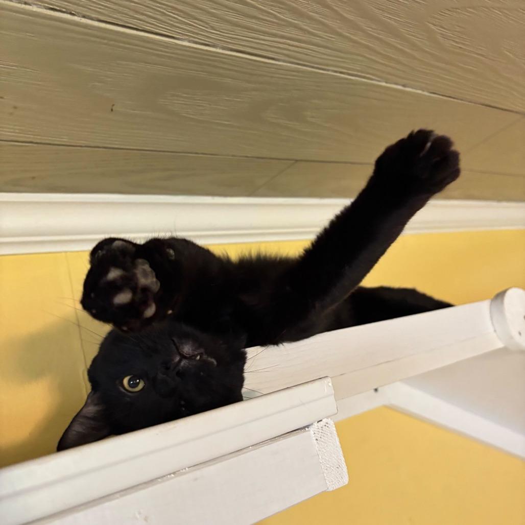 Enlarge Point Dexter, a Adoptable Domestic Short Hair in Carencro, LA image 2/6
