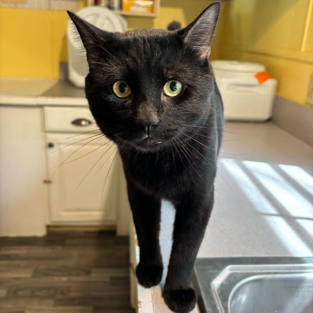 Enlarge Point Dexter, a Adoptable Domestic Short Hair in Carencro, LA image 3/6