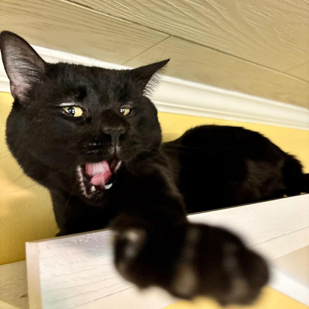 Enlarge Point Dexter, a Adoptable Domestic Short Hair in Carencro, LA image 4/6