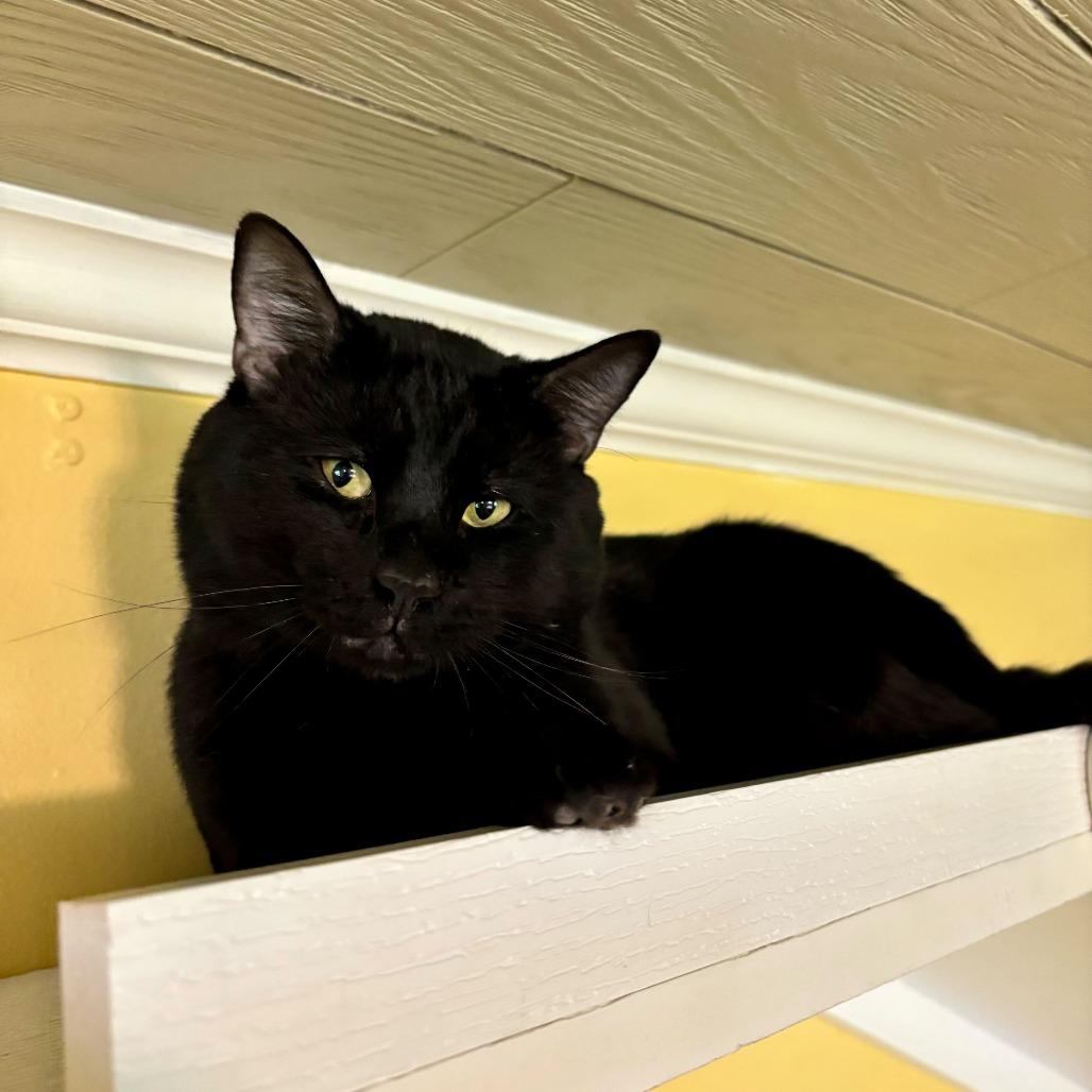 Enlarge Point Dexter, a Adoptable Domestic Short Hair in Carencro, LA image 5/6