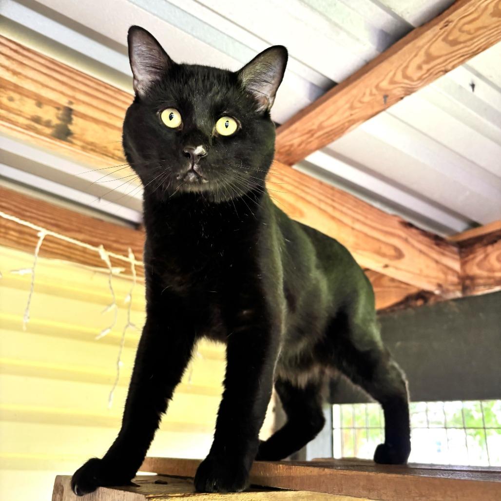 Enlarge Point Dexter, a Adoptable Domestic Short Hair in Carencro, LA image 6/6
