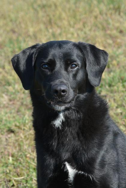 Khloe, Adoptable, Adult Female Labrador Retriever & Mixed Breed.