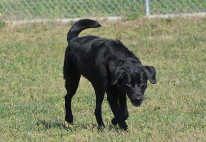 Khloe, Adoptable, Adult Female Labrador Retriever & Mixed Breed.
