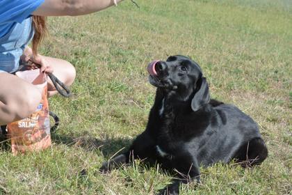 Khloe, a Adoptable mixed breed in Beatrice, NE image 2/2