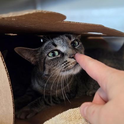 Suka, Adoptable, Adult Female Domestic Short Hair & Domestic Short Hair.