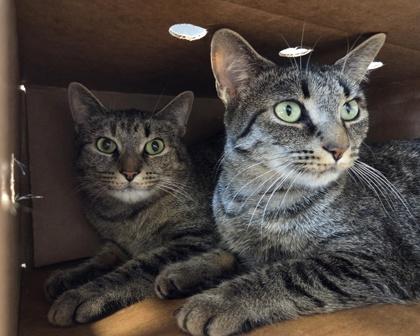 Enlarge Suka, a Adoptable mixed breed in Sterling Heights, MI image 2/3