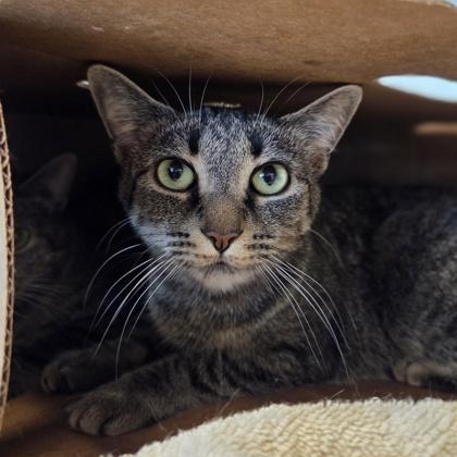 Enlarge Suka, a Adoptable mixed breed in Sterling Heights, MI image 3/3