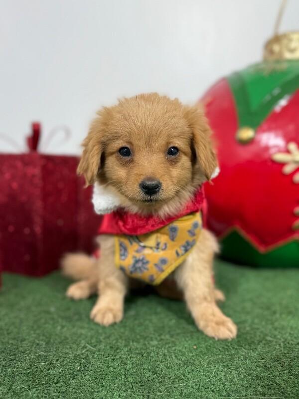 Photo of Baby Female Spaniel Golden