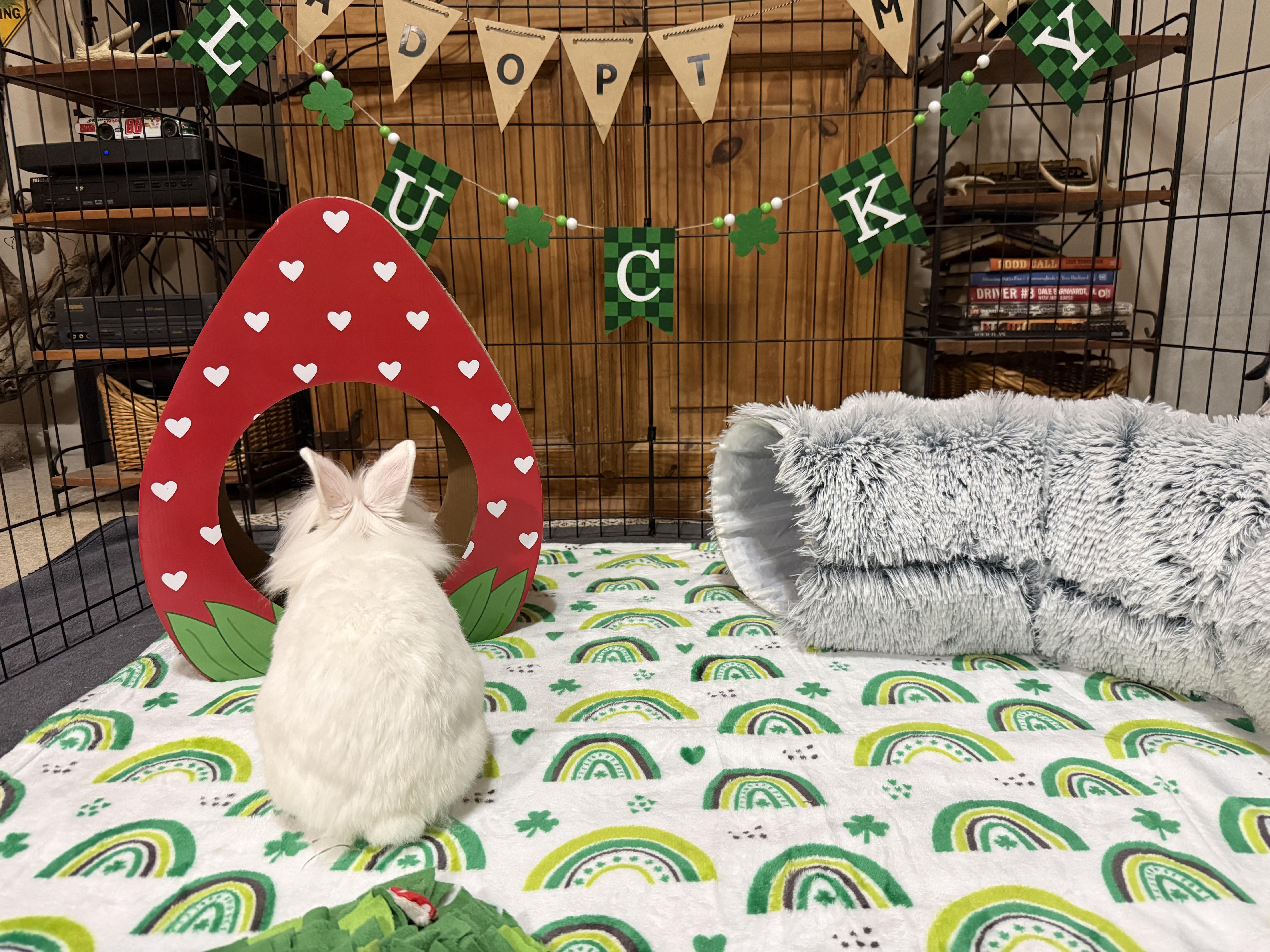 Enlarge Coconut, a ADOPTABLE mixed breed in Little Rock, AR image 3/6