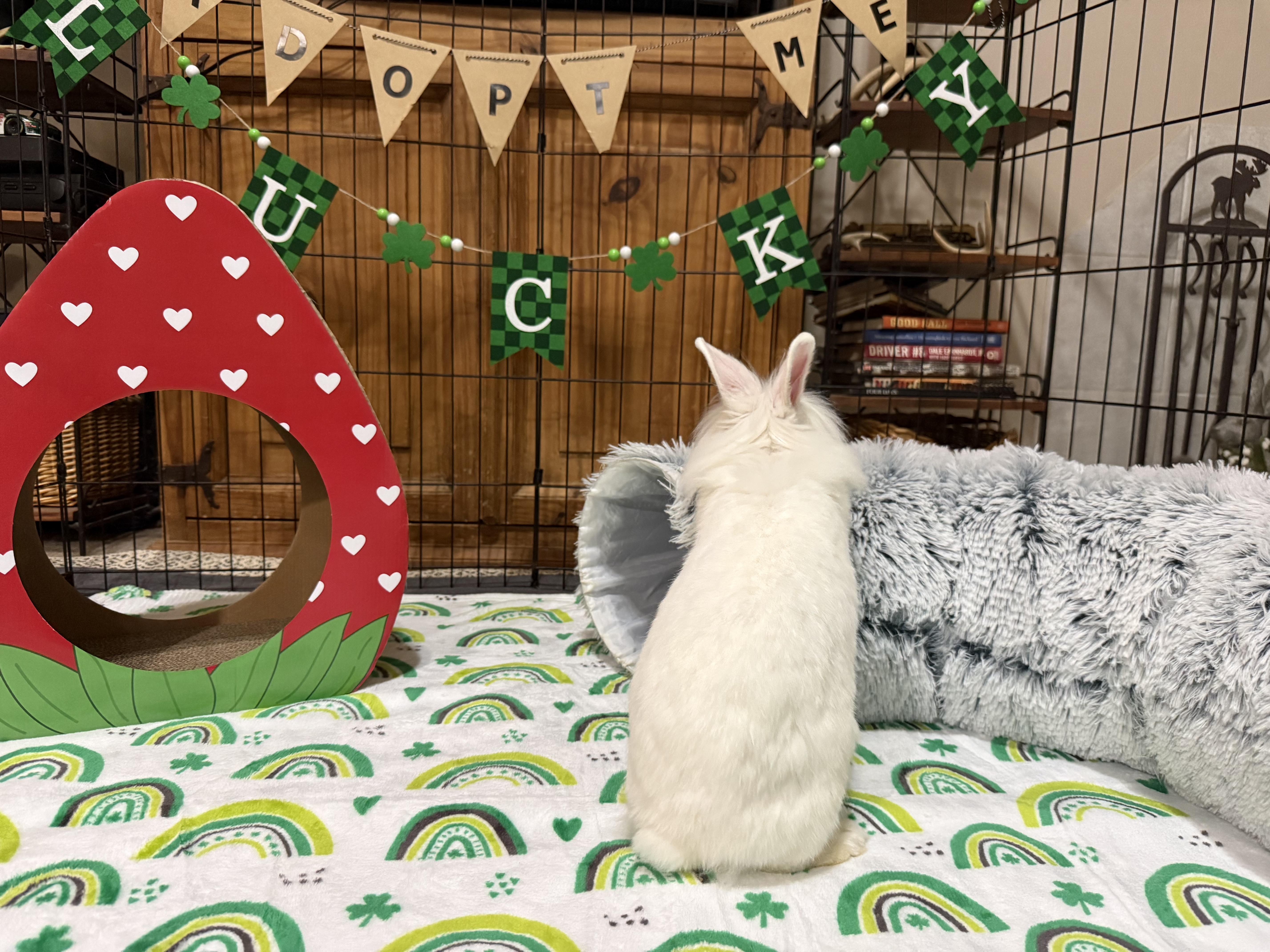 Enlarge Coconut, a ADOPTABLE mixed breed in Little Rock, AR image 5/6